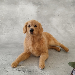 森のページ❣️羊毛フェルトオーダー犬ゴールデンレトリバー 羊毛フェルト オーダー 「リアルで可愛いワンちゃん」ゴールデン