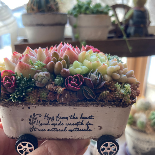 多肉植物 寄せ植え そのまま飾れる ちまちま寄せ オーダー制 多肉植物