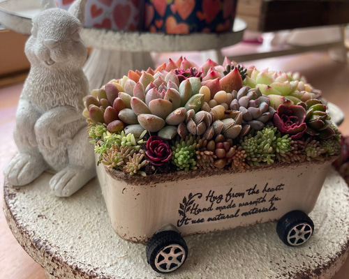 多肉植物 寄せ植え そのまま飾れる ちまちま寄せ オーダー制 多肉植物