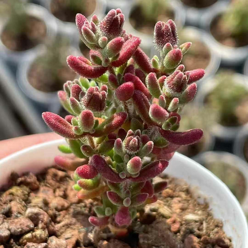 多肉植物 ドロサンテマム キラキラ ルビー 抜き苗 1株 多肉植物 愛多肉