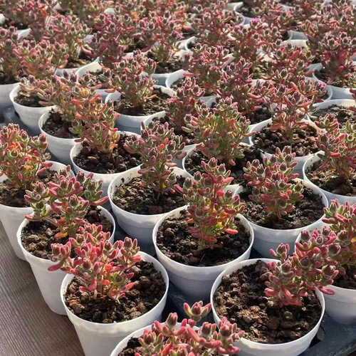 多肉植物 ドロサンテマム キラキラ ルビー 抜き苗 1株 多肉植物