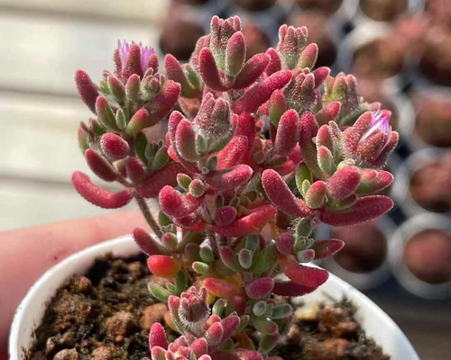 特価❣️多肉植物　ドロサンテマム　キラキラ　ルビー　抜き苗　1株 多肉植物 ドロサンテマム キラキラ ルビー 抜き苗 1株 多肉植物