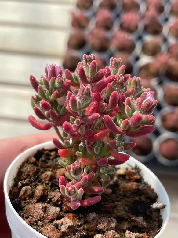 多肉植物 ドロサンテマム キラキラ ルビー 抜き苗 1株 多肉植物