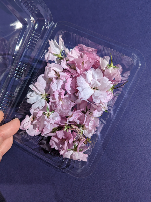 八重桜 ドライフラワー 桜 その他素材 まみ（土日祝:発送休み） 通販