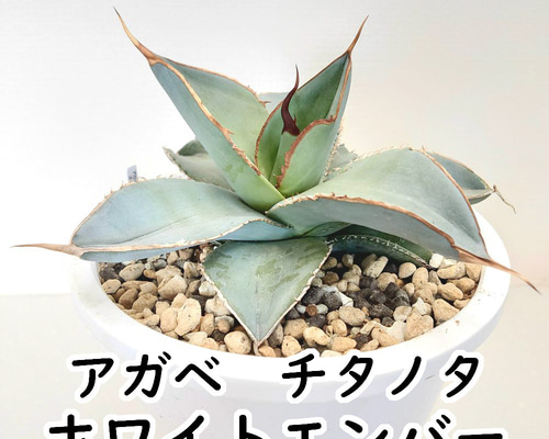 7fec86ecb6b86fdf30215b5087a85a