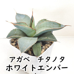 ダイヤモンドアートクラブ【多肉植物】 1485f7da71ba45103a2ad5b490a8c9