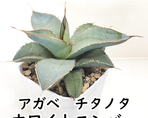 専用 80株セット！アガベチタノタ 実生 多肉植物 専用 80株セット