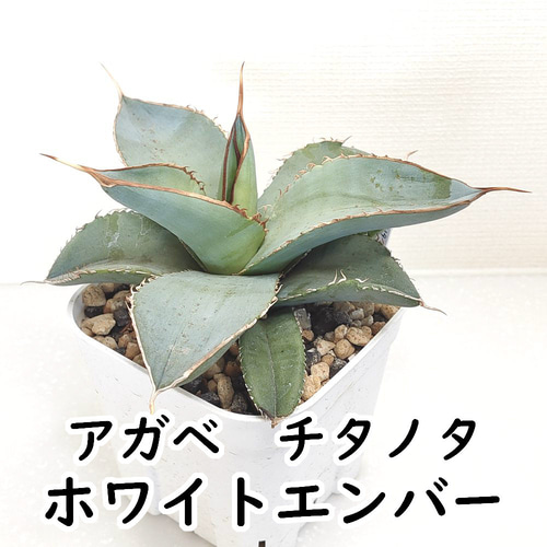 アガベ / チタノタ / ホワイトエンバー【多肉植物】 多肉植物