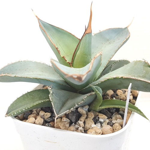 楽天市場】多肉植物：アガベ チタノタ FO-076（S1）*幅8cm