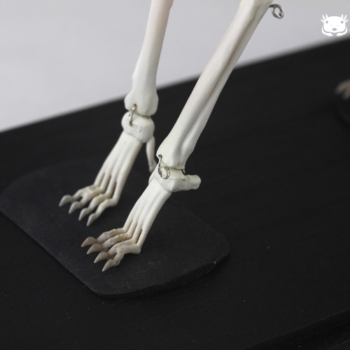 肩甲骨も含め可動式】イヌ 縮小全身骨格レプリカ Dog（納期：3週間