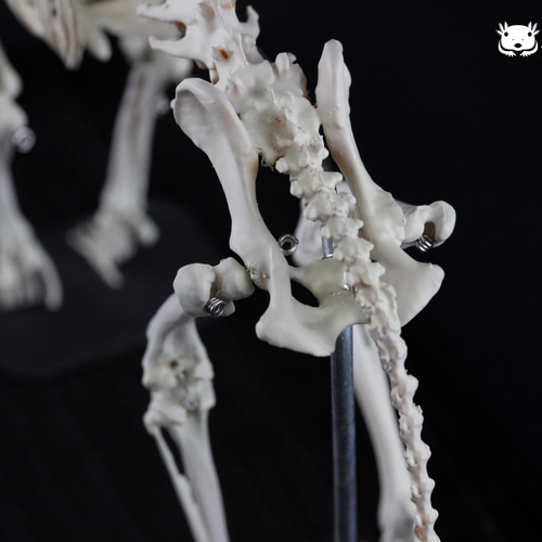 肩甲骨も含め可動式】イヌ 縮小全身骨格レプリカ Dog（納期：3週間