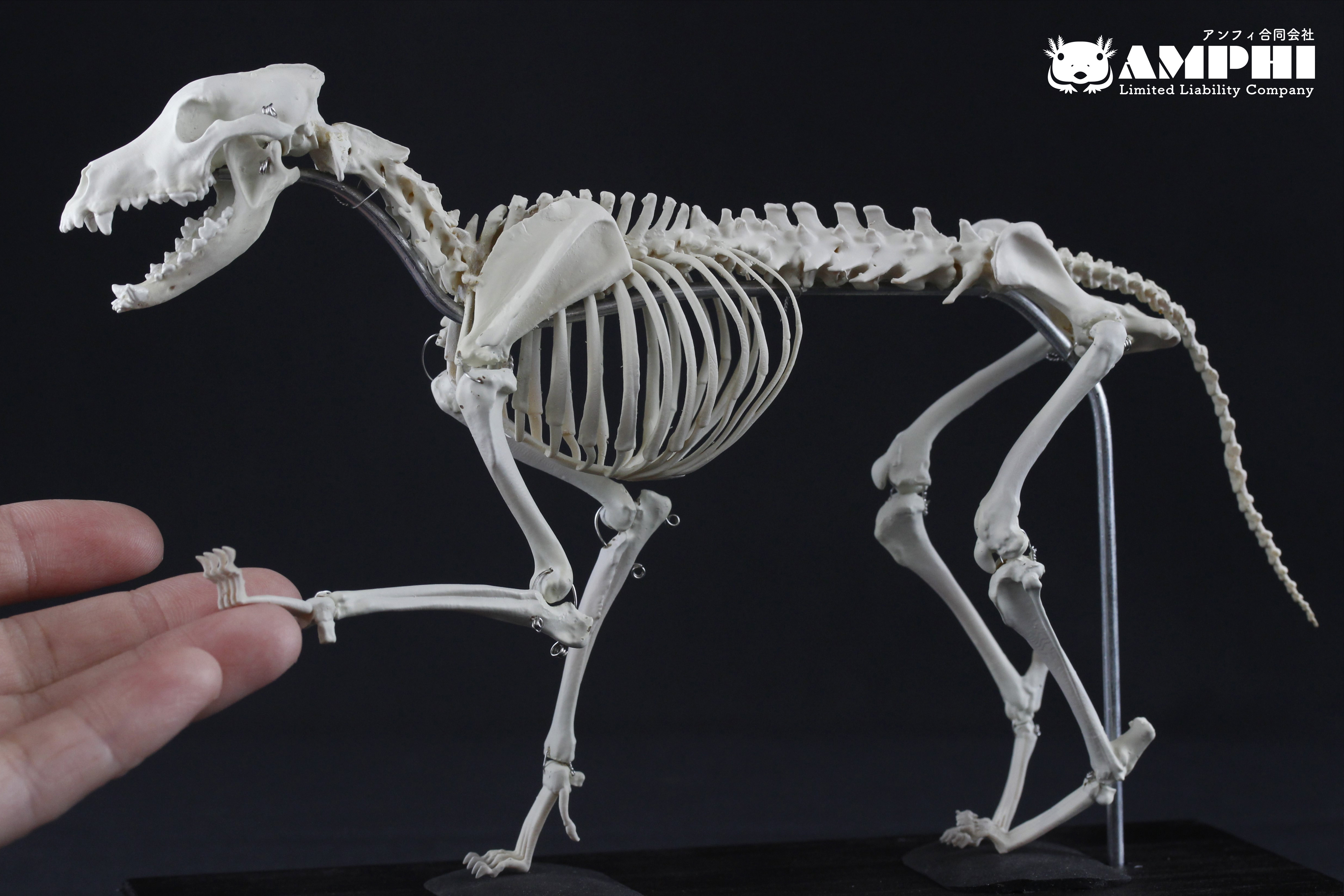 【肩甲骨も含め可動式】イヌ　縮小全身骨格レプリカ　Dog（納期：３週間）