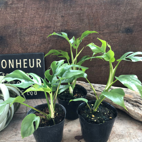 ヒメモンステラ♡ラフィドフォラテトラスペルマ コンパクタ♡観葉植物