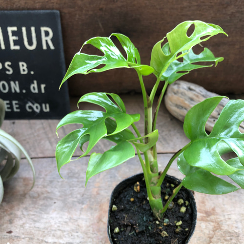 ヒメモンステラ♡ラフィドフォラテトラスペルマ コンパクタ♡観葉植物