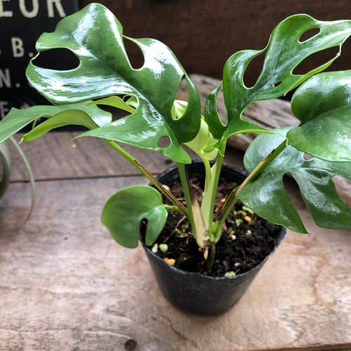 ヒメモンステラ♡ラフィドフォラテトラスペルマ コンパクタ♡観葉植物