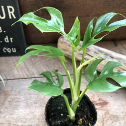 ヒメモンステラ♡ラフィドフォラテトラスペルマ コンパクタ♡観葉植物