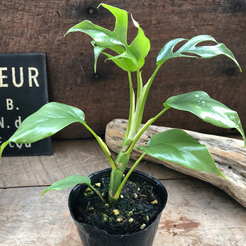 ヒメモンステラ♡ラフィドフォラテトラスペルマ コンパクタ