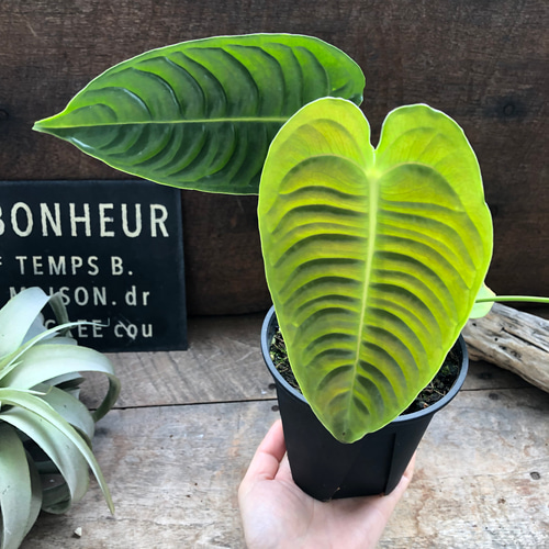 アンスリウム　ベイチー　No.030　鉢、送料込　メルカリ便 R7アンスリウム ベイチー 組織培養苗 順化済 2寸ポリポット - メルカリ