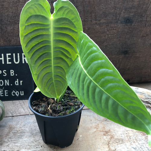 【KQセット】アンスリウム ベイチー ＆ ワロクアーナム アンスリウム ベイチー ワロクアナム ワロクアーナム Anthurium