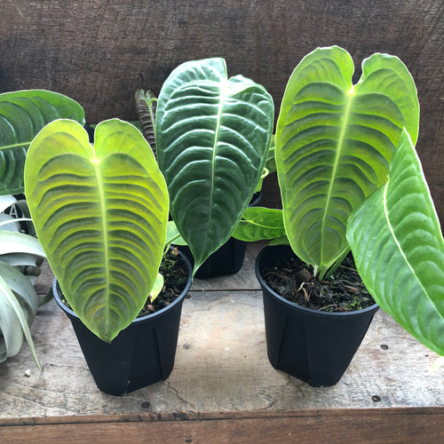 アンスリウム♡ベイチー♡4号ポット♡観葉植物♡希少♡ アートフラワー