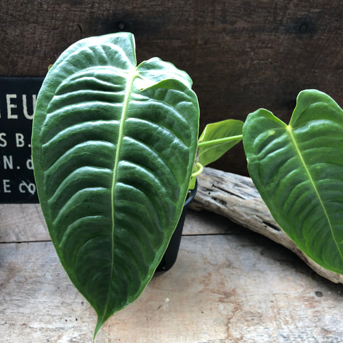 アンスリウム♡ベイチー♡4号ポット♡観葉植物♡希少♡ アートフラワー