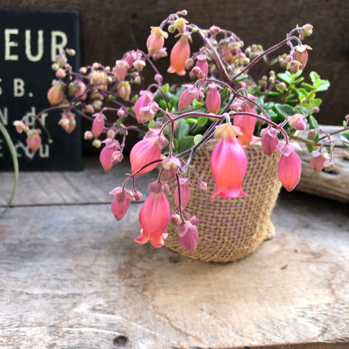 フィフィ♡3.5号♡カランコエ♡多肉植物♡かわいいベル花 アート