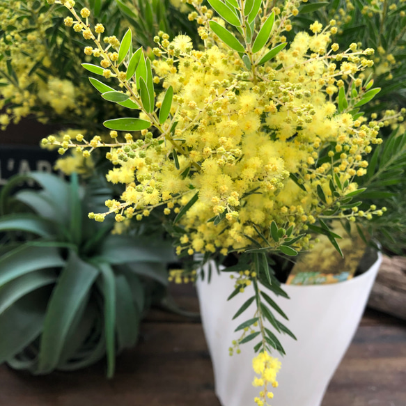 No.213d♡フレッシュ♡フサアカシア♡ミモザ フレッシュな状態でお届け］ミモザ（フサアカシア）- 土と風の植物園