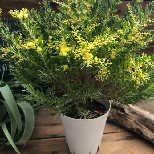 テレサ♡大苗♡アカシア♡ミモザ♡開花♡ アートフラワー パリジェンヌ