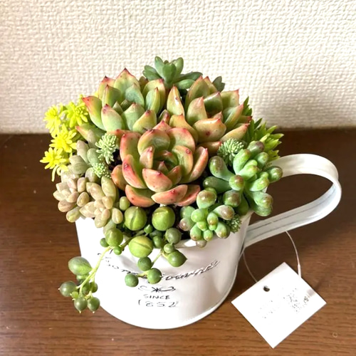 多肉植物 多肉セダムの寄せ植え そのまま飾れる ブリキ鉢 おうち