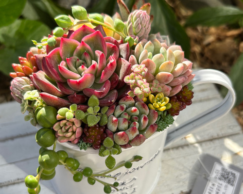 ☆多肉植物 寄せ植え〜ブリキ ハット寄せ〜 多肉植物 寄せ植え