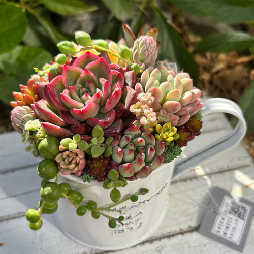 多肉植物 多肉セダムの寄せ植え ブリキ鉢 おうちインテリア 韓国苗