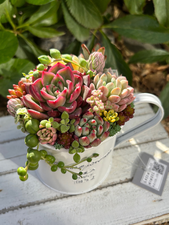多肉植物 多肉セダムの寄せ植え ブリキ鉢 おうちインテリア 韓国 多肉植物 多肉セダムの寄せ植え ブリキ鉢 おうちインテリア 韓国
