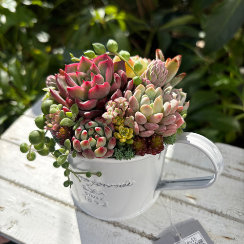 多肉植物 多肉セダムの寄せ植え ブリキ鉢 おうちインテリア 韓国苗