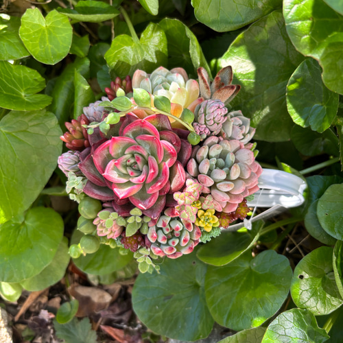 多肉植物 多肉セダムの寄せ植え ブリキ鉢 おうちインテリア 韓国苗