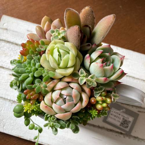 ★多肉植物　寄せ植え〜ブリキ　ハット寄せ〜★ ☆多肉植物 寄せ植え〜ブリキ ハット寄せ〜☆ 観葉 植物 寄せ 植え