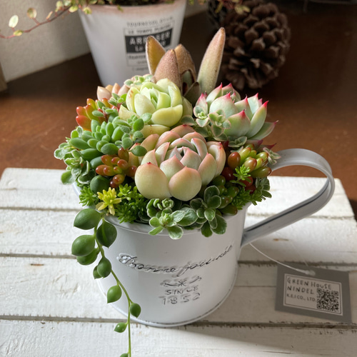 多肉植物 多肉セダムの寄せ植え ブリキ鉢 おうちインテリア 韓国苗