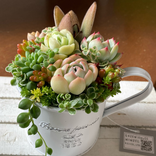 多肉植物 多肉セダムの寄せ植え そのまま飾れる ブリキ鉢 おうち