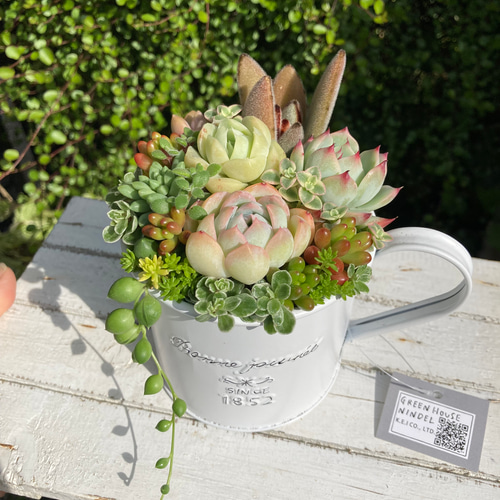 多肉植物 多肉セダムの寄せ植え ブリキ鉢 おうちインテリア 韓国苗