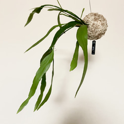 ☆彡 空飛ぶ植物 ☆彡 苔玉ハンギンググリーン エピフィルム・プミラム 