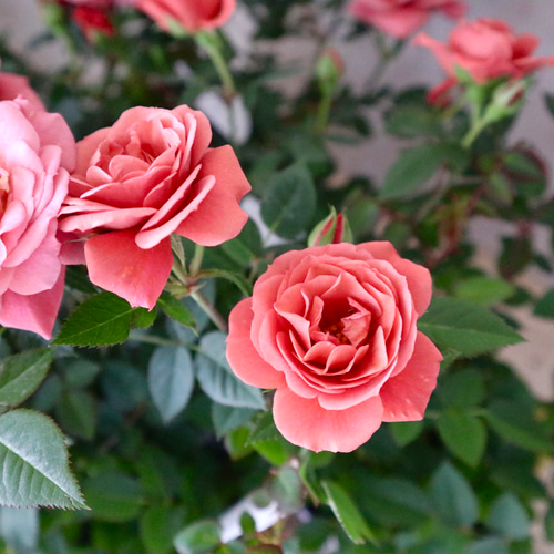 ミニバラ♡テディベア♡ミニチュアローズ♡ アートフラワー nico