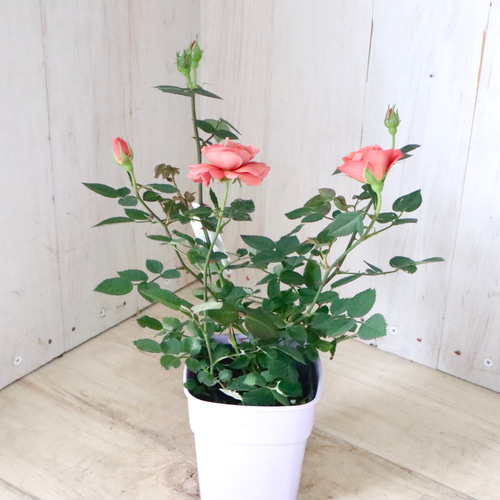 ミニバラ♡テディベア♡ミニチュアローズ♡ アートフラワー nico