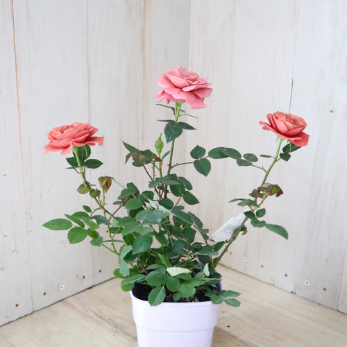 ミニバラ♡テディベア♡ミニチュアローズ♡ アートフラワー nico