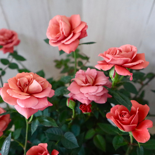 ミニバラ♡テディベア♡ミニチュアローズ♡ アートフラワー nico