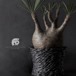 塊根植物 鉢 植木鉢 Adv-035(130×100) 送料無料 Helix wide おしゃれ