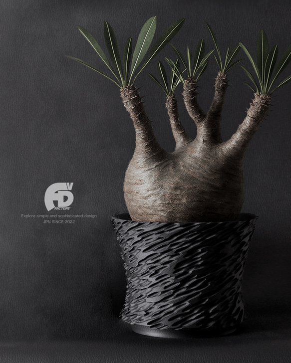 アガベ・アデニウム・バルサミフェラ セット（一部作家鉢