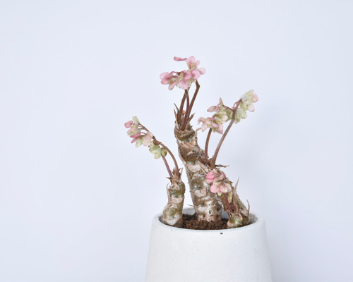 根茎性植物】さくらベゴニア/多肉植物 多肉植物 Grace Up Green