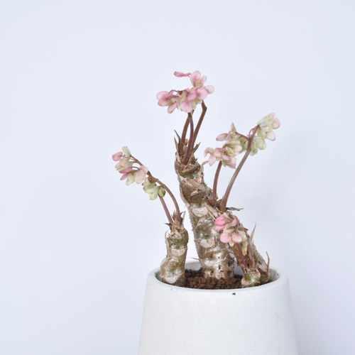 根茎性植物】さくらベゴニア/多肉植物 多肉植物 Grace Up Green