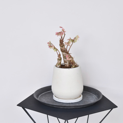 【さらにお値下げしました】ベゴニア百科 Begonia ferox - Etsy 日本