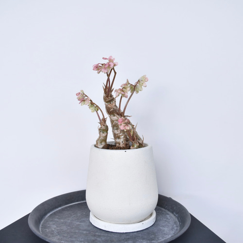 【さらにお値下げしました】ベゴニア百科 根茎性植物】さくらベゴニア/多肉植物 多肉植物 Grace Up Green