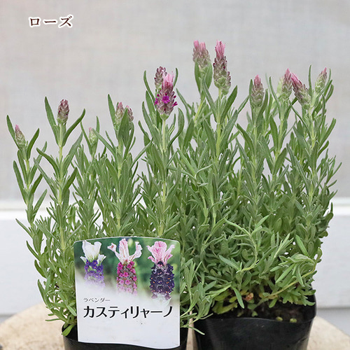 花苗 フレンチラベンダー カスティリャーノ ライラック・ローズ 3号